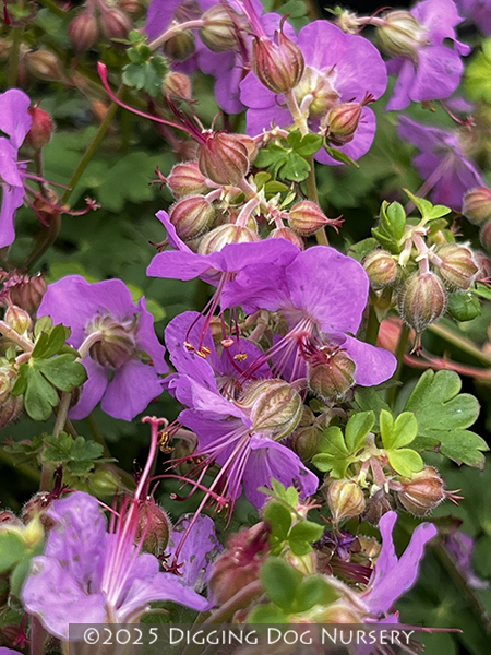 Geranium cantabrigiense &lsquo;Cambridge Blue&rsquo;