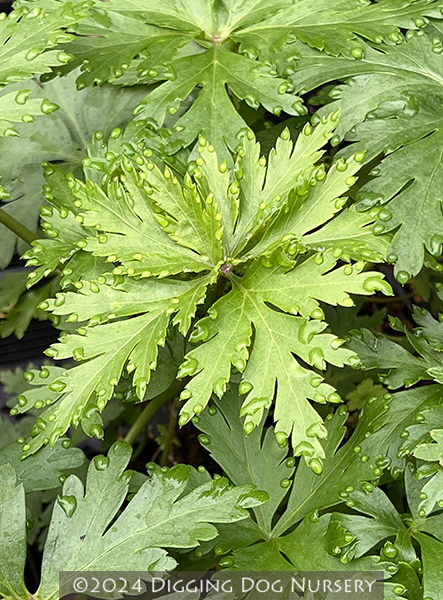 Geranium maderense ‘Guernsey White’