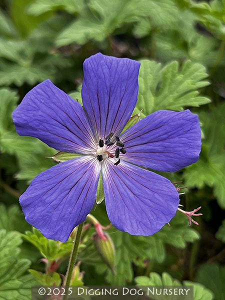 Geranium himalayense &lsquo;Irish Blue&rsquo;
