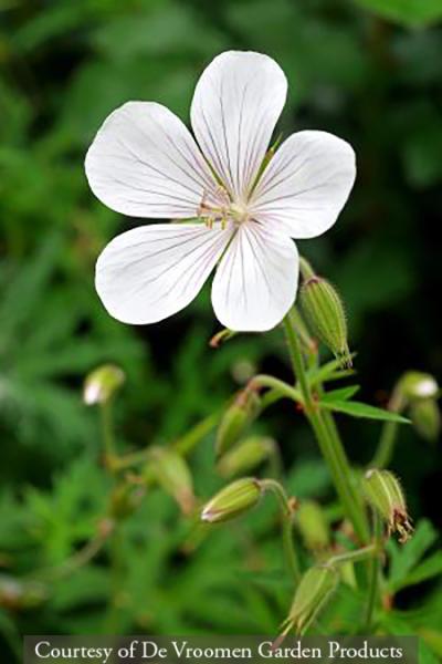Geranium clarkei &lsquo;Kashmir White&rsquo;
