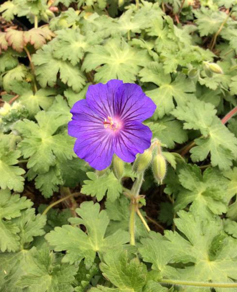 Geranium &lsquo;Sabani Blue&rsquo;