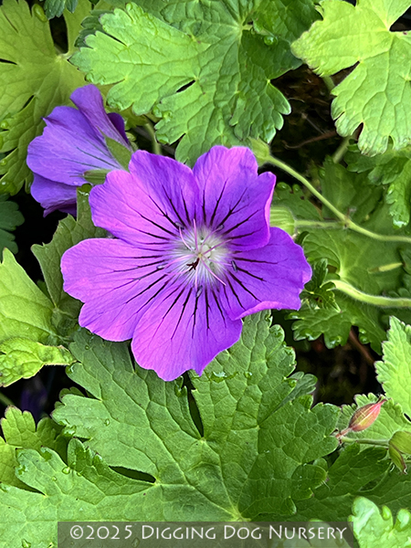 Geranium ‘Sirak’