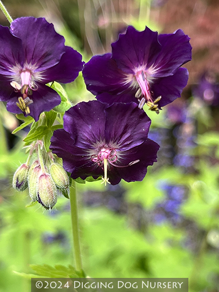 Geranium phaeum ‘Springtime’