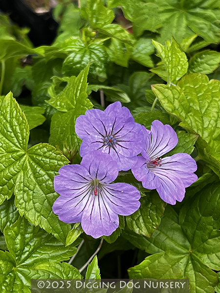 Geranium nodosum ‘Svelte Lilac’