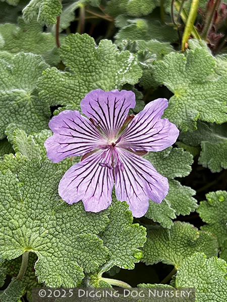 Geranium renardii &lsquo;Tcschelda&rsquo;