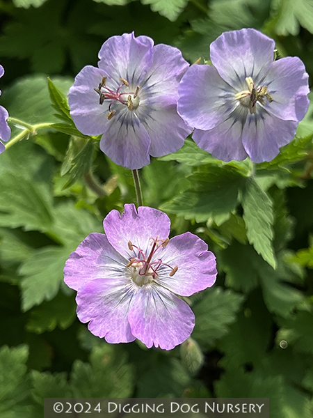 Geranium phaeum ‘Walküre’