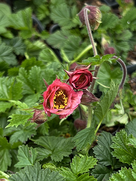 Geum &lsquo;Bell Bank&rsquo;