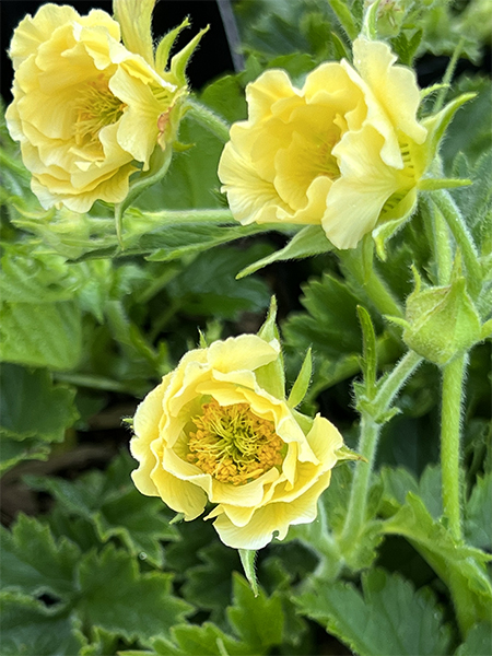 Geum &lsquo;Gimlet&rsquo;