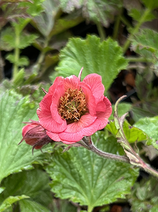 Geum rivale &lsquo;Leonard′s Variety&rsquo;