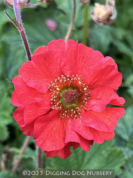 Geum &lsquo;Rubin&rsquo;