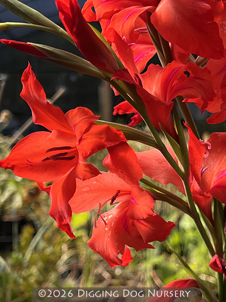 Gladiolus &lsquo;Robinetta&rsquo;
