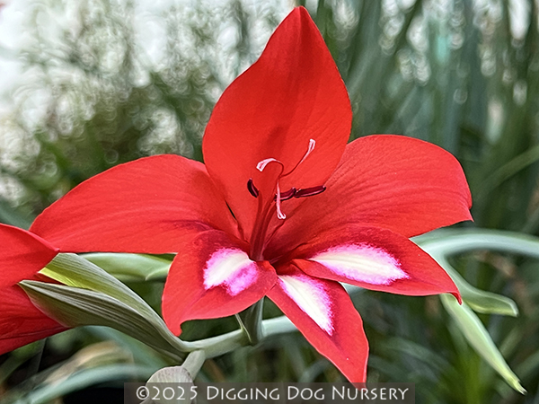 Gladiolus cardinalis