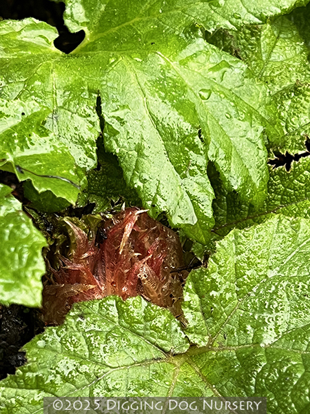 Gunnera tinctoria