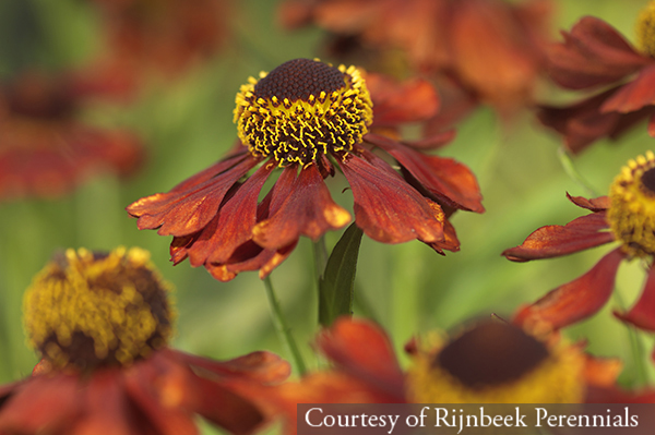 Helenium &lsquo;Chelsey&rsquo;