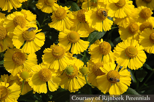 Helenium ‘Kanaria’