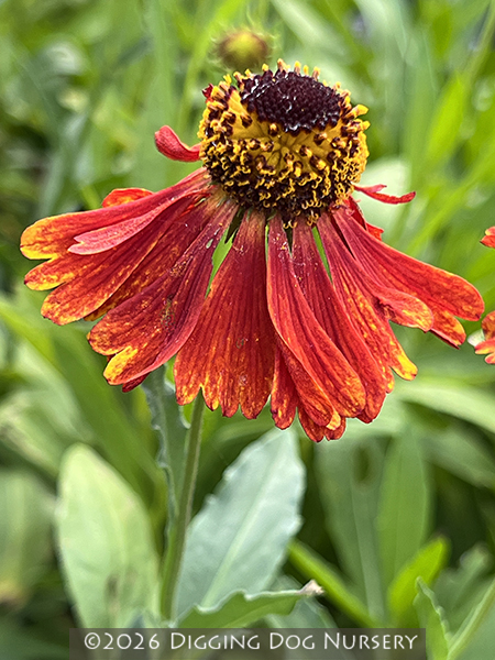 Helenium &lsquo;Moerheim Beauty&rsquo;