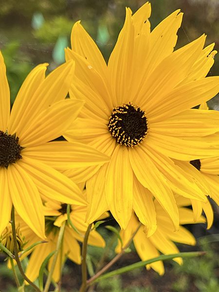 Helianthus angustifolius &lsquo;Gold Lace&rsquo;
