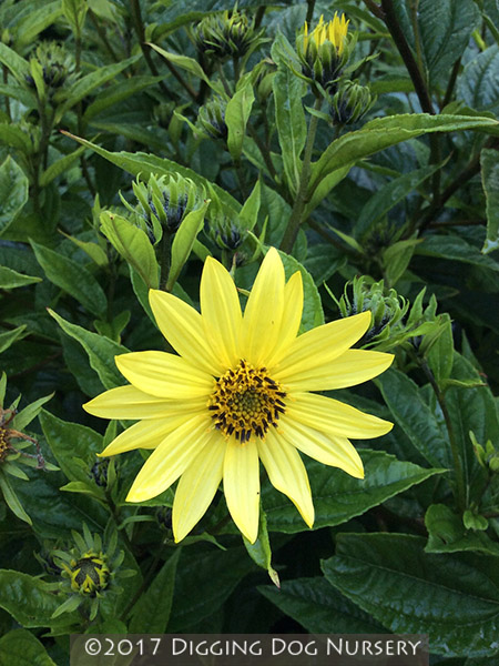 Helianthus laetiflorus &lsquo;Lemon Queen&rsquo;