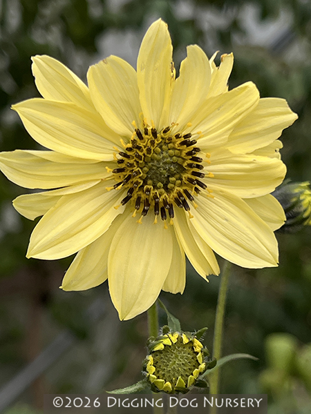 Helianthus giganteus ‘Sheila’s Sunshine’