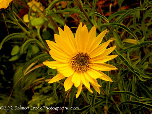 Helianthus &lsquo;Undaunted (Tm) Lemon Max (Dakota Queen)&rsquo;