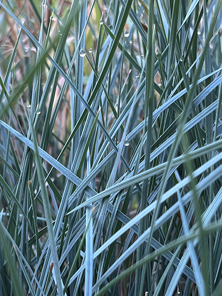 Helictotrichon sempervirens Sapphire Fountain