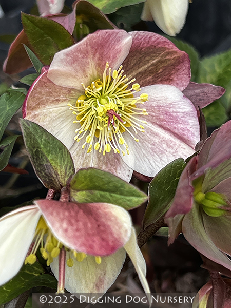 Helleborus &lsquo;HGC Ice �n Roses� ′Rose&rsquo;