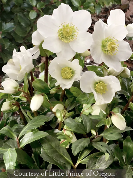 Helleborus niger &lsquo;HGC Jacob&rsquo;