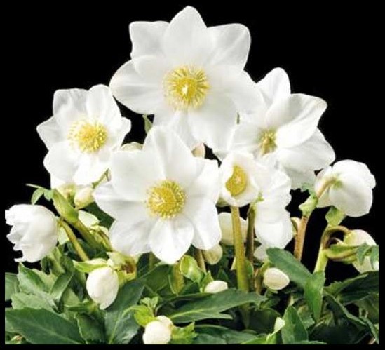 Helleborus niger &lsquo;HGC Jonas&rsquo;