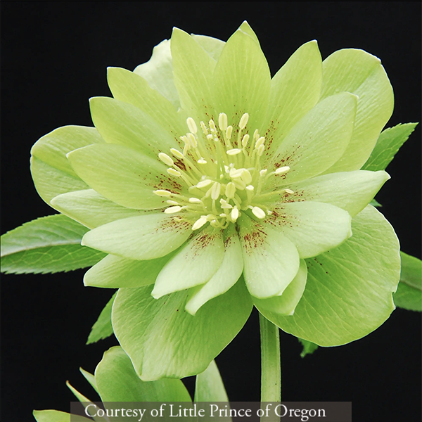 Helleborus hybridus &lsquo;Jade Tiger&rsquo;