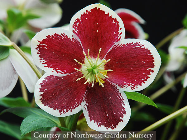 Helleborus hybridus ‘Painted’