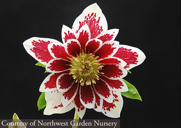 Helleborus hybridus &lsquo;Painted Doubles&rsquo;