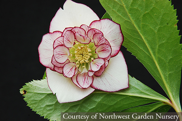 Helleborus hybridus &lsquo;Picotee Pearl&rsquo;