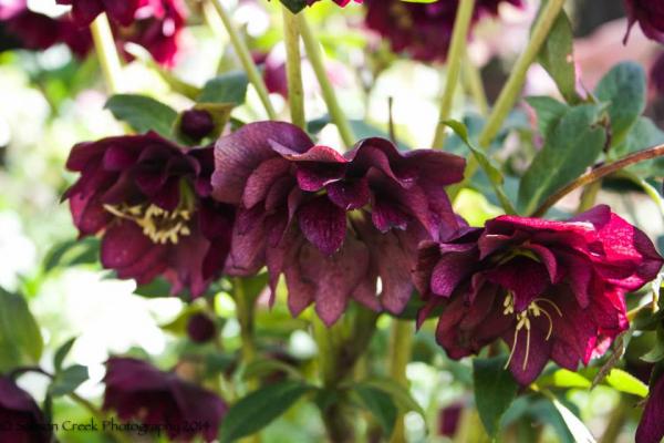 Helleborus &lsquo;Red Racer&rsquo;