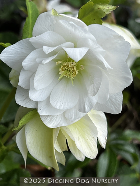 Helleborus hybridus &lsquo;Sparkling Diamond&rsquo;