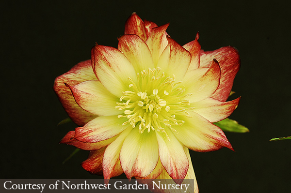 Helleborus hybridus &lsquo;Sun Flare&rsquo;