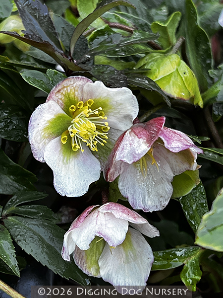 Helleborus sahinii ‘Winterbells’