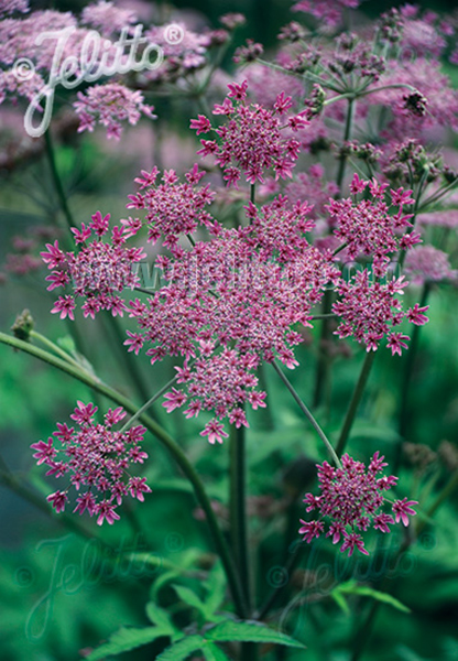 Heracleum sphondylium &lsquo;Pink Cloud&rsquo;