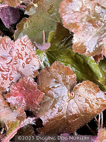 Heuchera micrantha &lsquo;Palace Purple&rsquo;