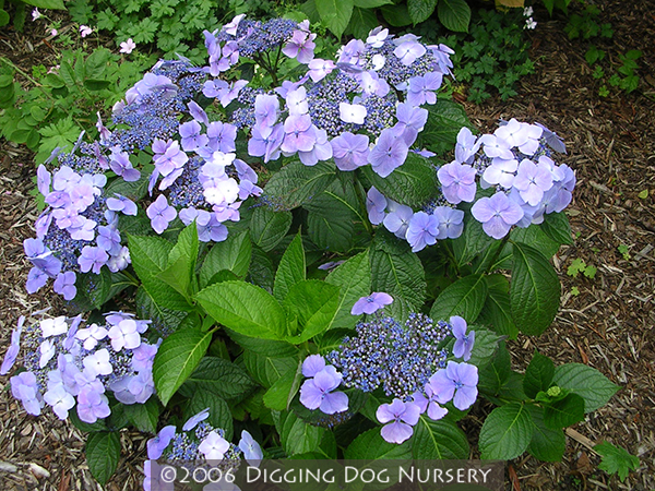 Hydrangea macrophylla Blue Wave