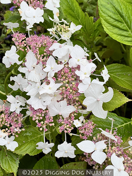 Hydrangea macrophylla Lanarth White