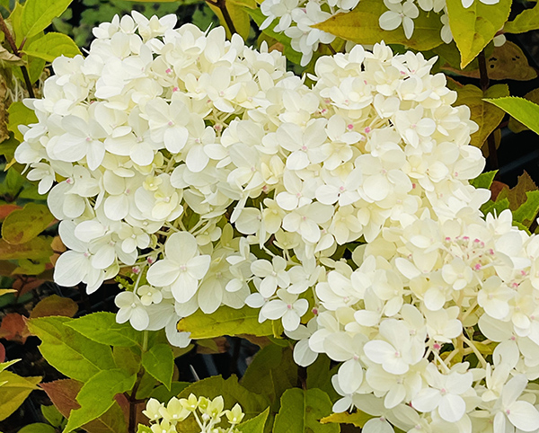 Hydrangea paniculata &lsquo;Limelight&rsquo;