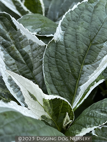Hydrangea macrophylla Mariesii Variegata