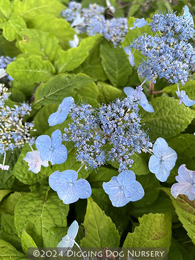 Hydrangea anomala Miranda