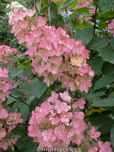 Hydrangea paniculata &lsquo;Pink Diamond&rsquo;