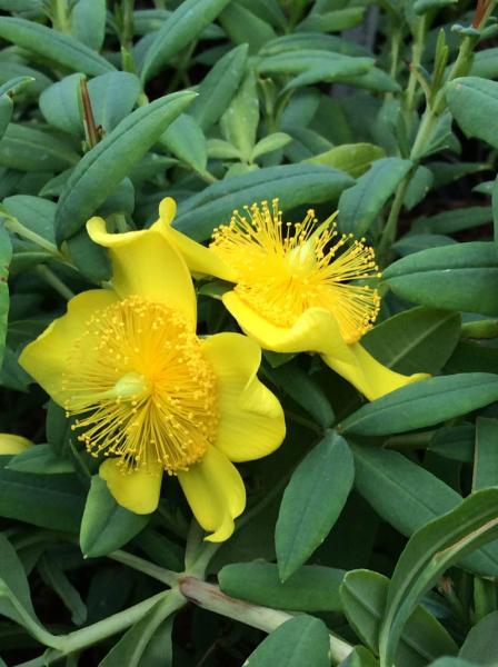 Hypericum frondosum &lsquo;Sunburst&rsquo;