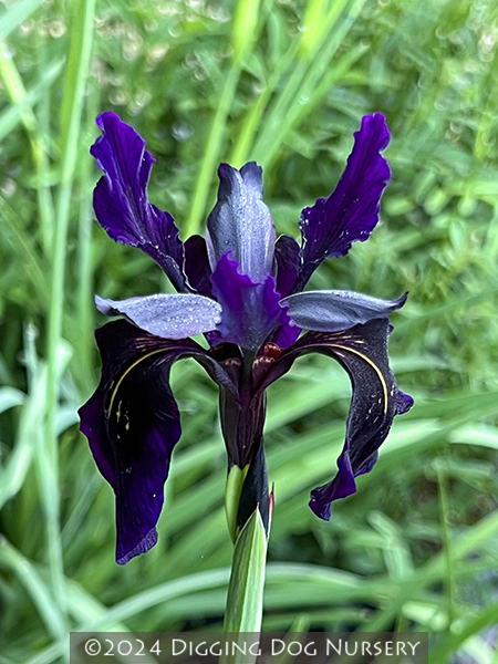 Iris chrysographes ‘Black Form’