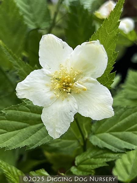 Kerria japonica &lsquo;Albiflora&rsquo;
