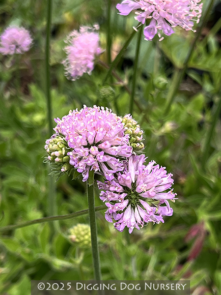 Knautia macedonica &lsquo;Midget Mauves&rsquo;