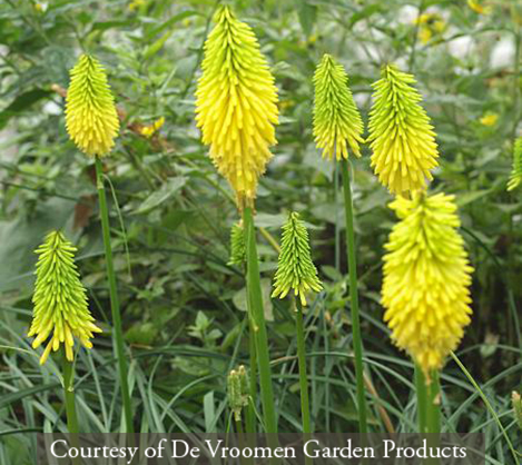 Kniphofia &lsquo;Bees Lemon&rsquo;