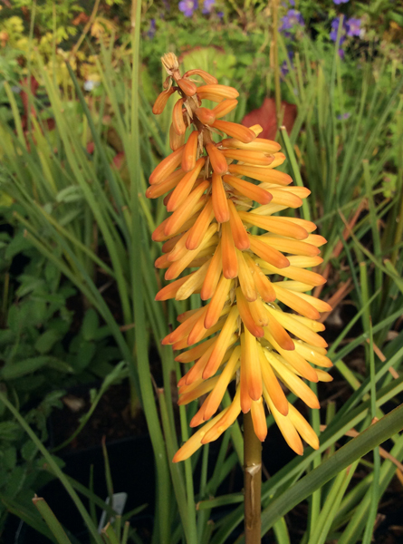 Kniphofia &lsquo;Moonstone&rsquo;
